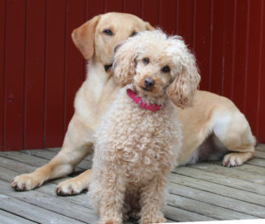 poodle