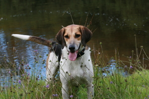 trailhound