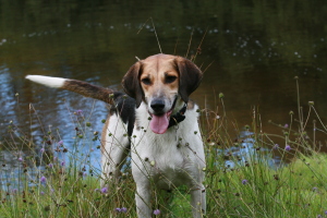 Mindfulness and Walking Dogs