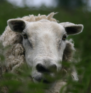 Sheep Worrying