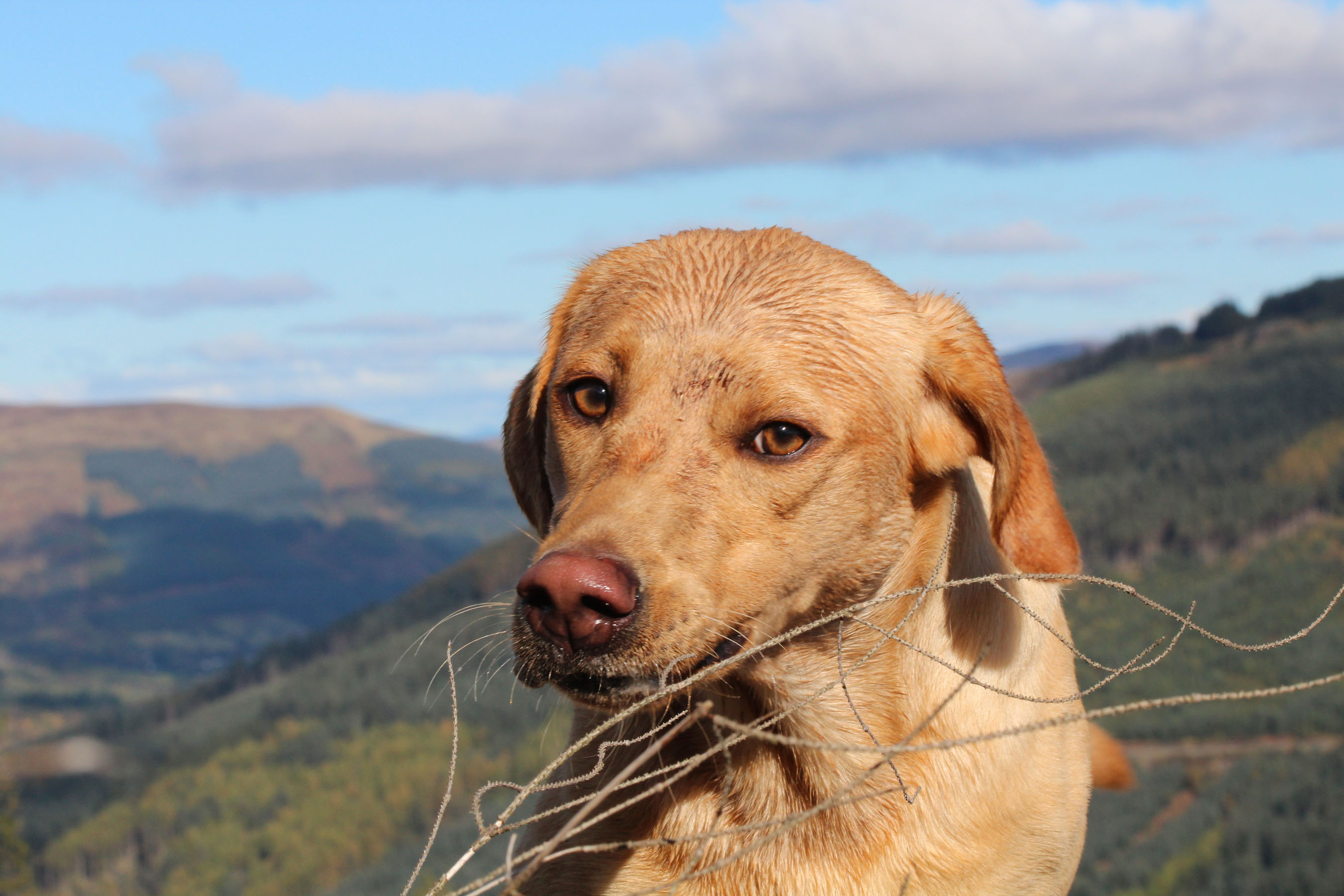 Why does a dog retrieve what it retrieves? JoanneFrame