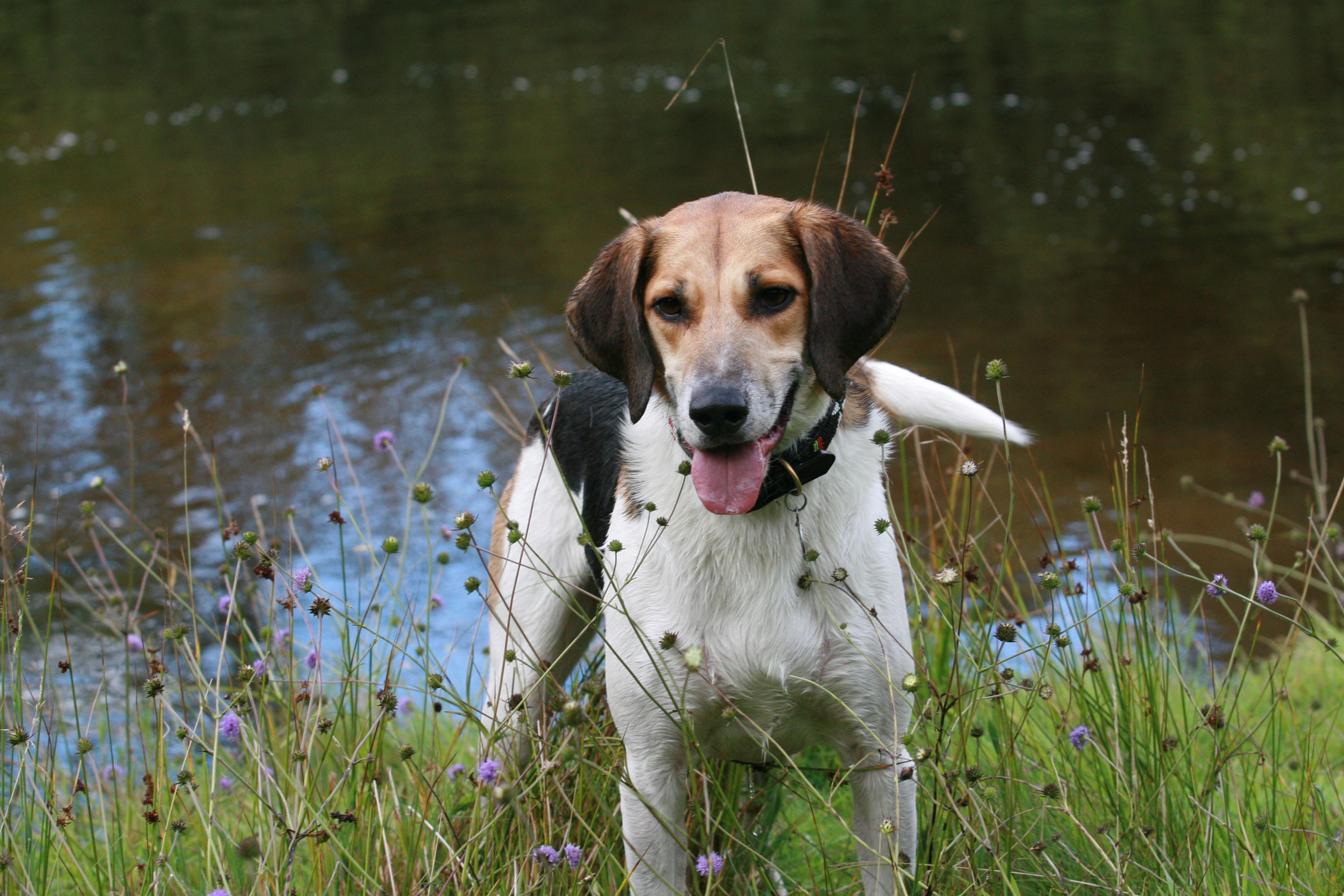 Peeling back layers of emotion when your trailhound doesn’t come back