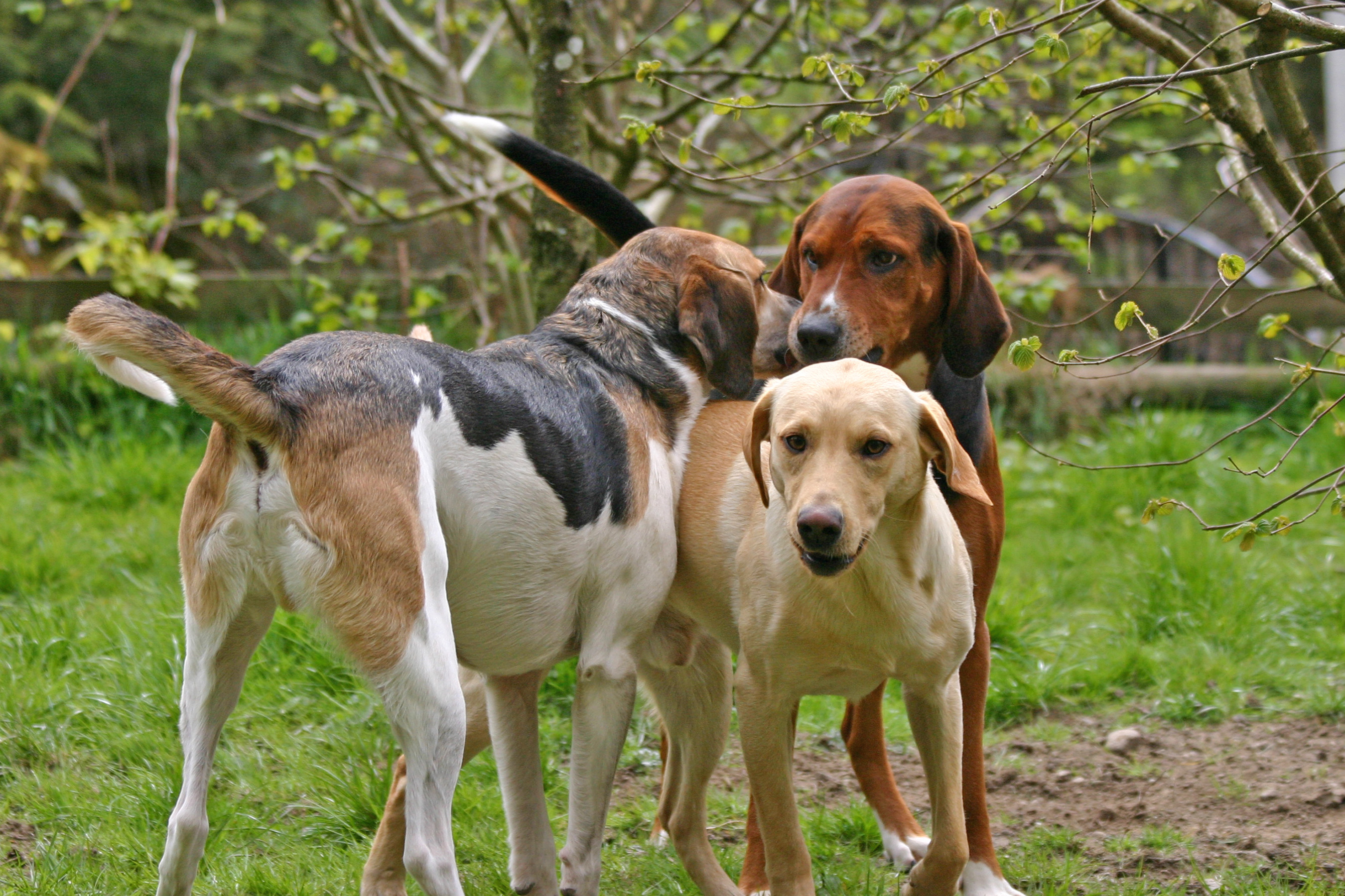 Judgement in the dog world – is it a good thing?