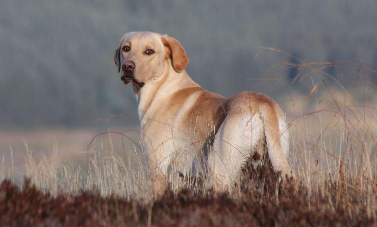 Labrador retriever in the heather