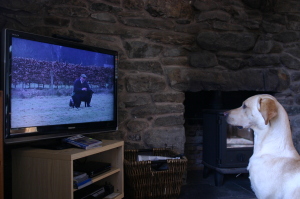 A labrador watching the TV