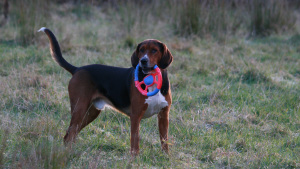 hamiltonstovare holding a red and blue frizbee in his mouth