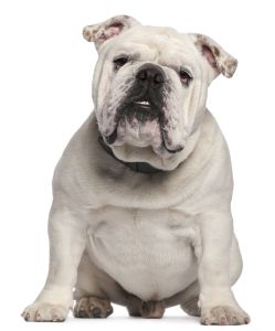 white english bulldog