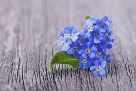 Therapy for dog-owners, forget-me-not