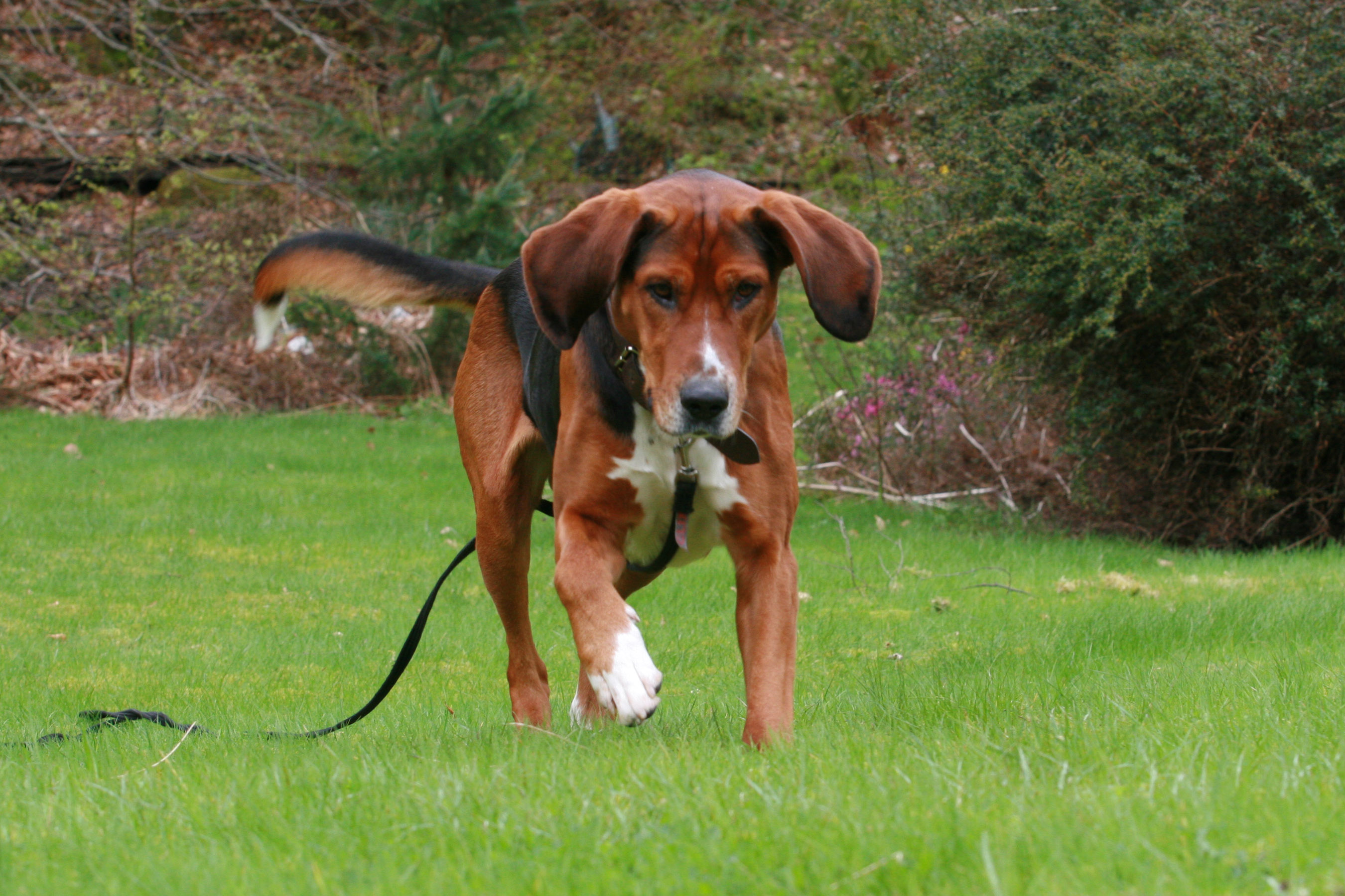 Is Your Dog the Key to Your Unconscious?