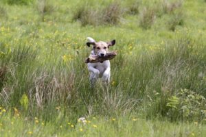 Therapy for dog owners, trailhound carried heavy load