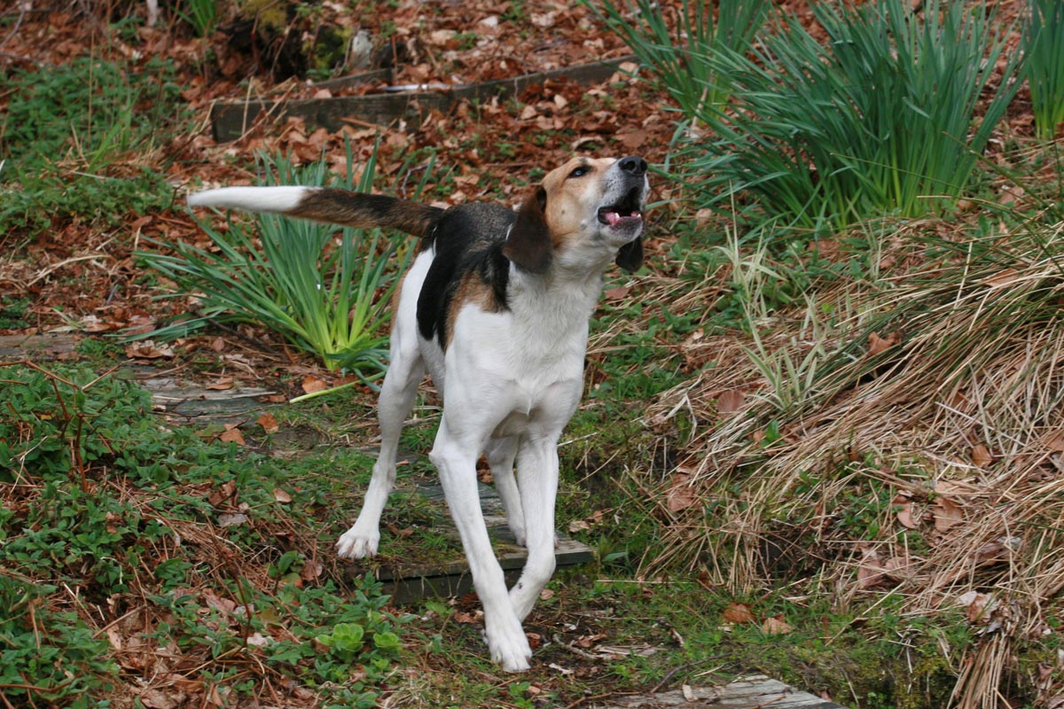 Hound training • Hounds Connect - G Router Hounds Ran Away Configuration