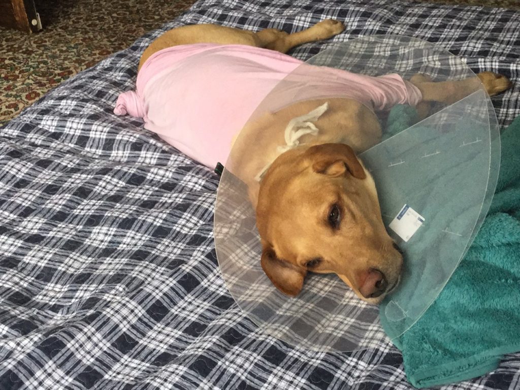 dog recuperating from surgery