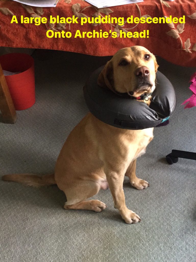 blow-up collar for post op dogs