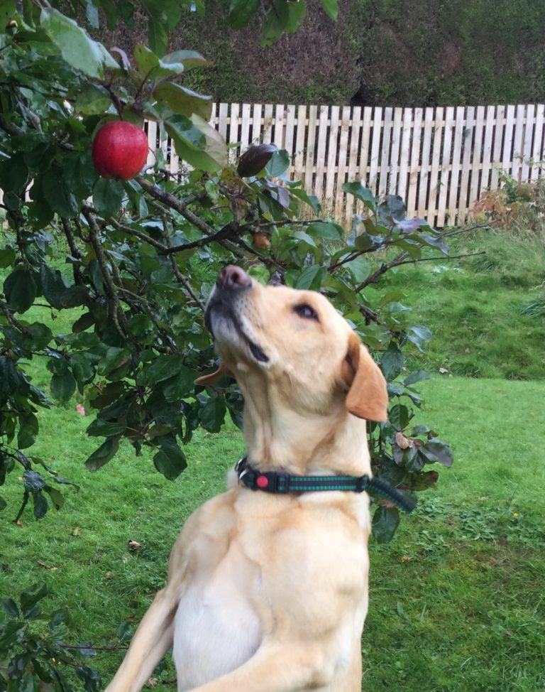 Apples, labradors and the quest for knowledge