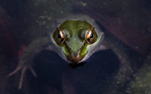 Picture of a frog in water