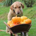 labrador collecting pumpkins