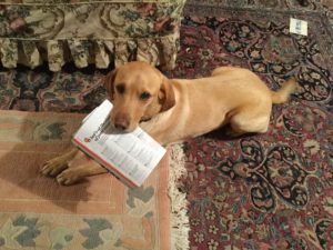 Labrador, Psychologies Magazine