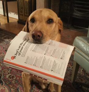 Labrador with copy of Psychologies Magazine
