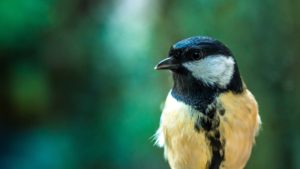 Great Tit