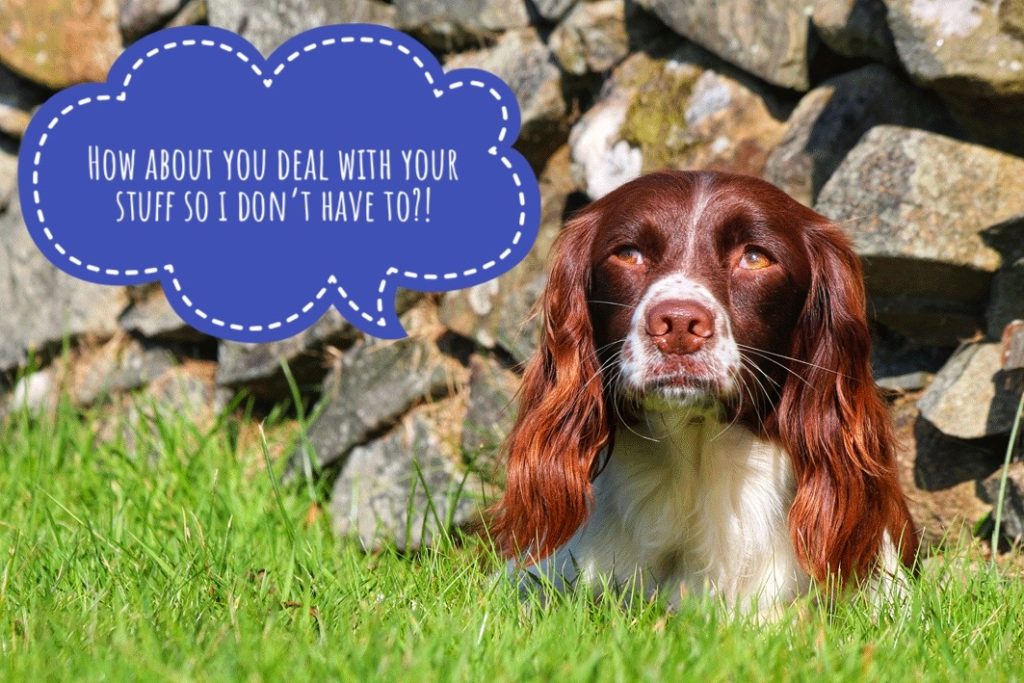 Disapproving look from a working spaniel