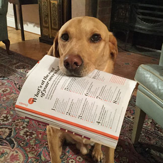 Archie the Labrador holding a copy of Psychologies magazine in his mouth