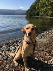 Archie, the yellow labrador, labrador sitting on gravle beach at the edge of Loch Lomond.