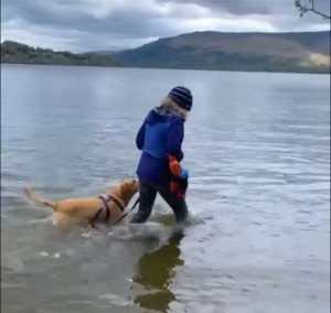 woman and labrador exercising in water