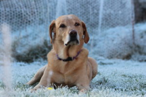 Labrador lying down on frosty grass