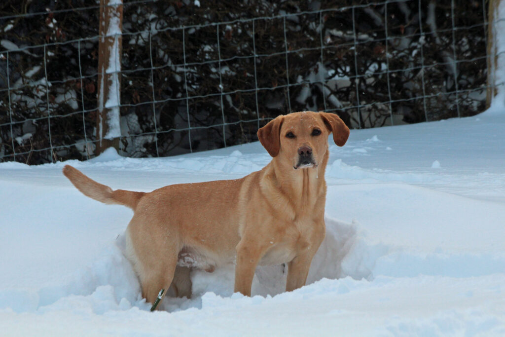 yellow labrador in the snow